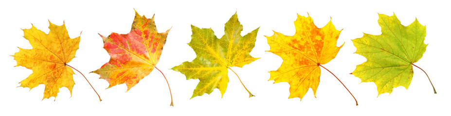 Beautiful autumn leaves isolated on white, set. Fall season