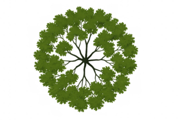 Green tree with wide canopy viewed from top on transparent background, showing isolated plant growth