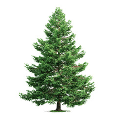 Fototapeta premium Tall green fir tree with dense branches and needles on a black background evergreen conifer