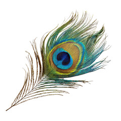 Fototapeta premium Intricate Peacock Feather with Blue Green Yellow and Brown Eye on Black Background plumage bird
