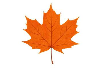 Fototapeta premium Vibrant orange maple leaf on transparent background, symbolizing autumn, change, and seasonality