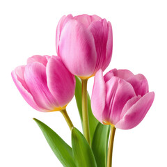 Obraz premium Three Pink Tulips with Green Leaves on Black Background flowers floral
