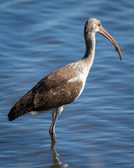 White Ibis looking for a meal
