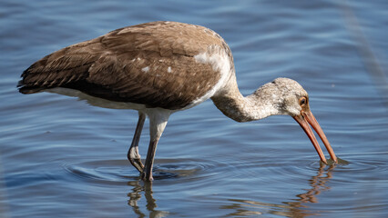 White Ibis looking for a meal