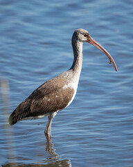 White Ibis looking for a meal