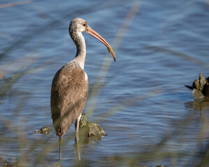 White Ibis looking for a meal