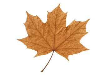 Fototapeta premium Dry brown maple leaf showing autumn season and changing nature isolated on transparent background
