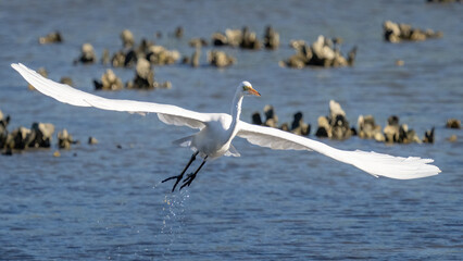 Great Egret searching for a meal