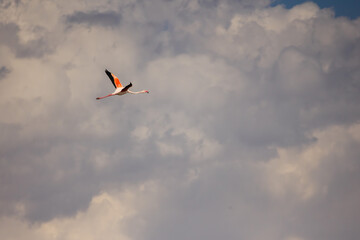 Flamingo gliding through the sky with wings outstretched against dramatic cumulus clouds in soft daylight.