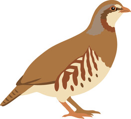 Simple Flat Illustration of Red Legged Partridge Standing Profile View