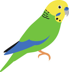 Simple Flat Illustration Budgerigar Pet Bird Cute Graphic Design