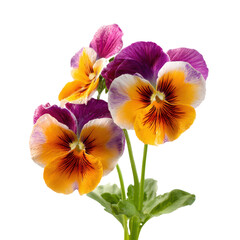 Bunch of Vibrant Pansy Flowers with Orange Yellow Purple and White Petals on Black Background floral