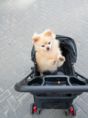Cute spitz dog in pet stroller outdoors. 