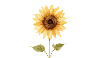 Obraz premium watercolor illustration of a sunflower