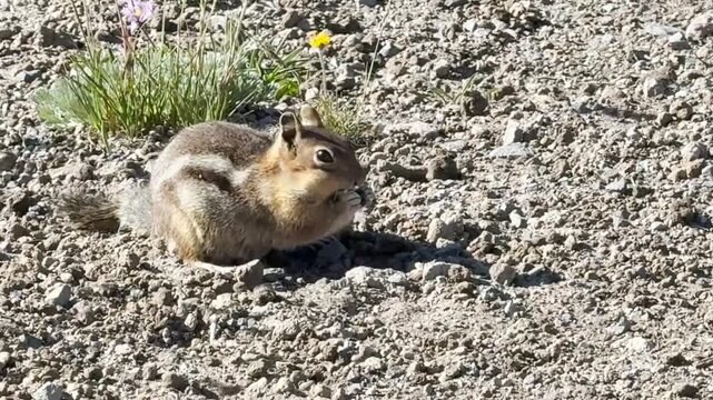 Squirrel eating while standing on two legs on a surface with very few of vegetation in Mount Rainier National Park.USA, Washington july 17 2025.