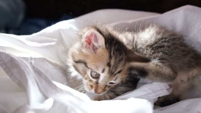 Domestic cat, kitten shaking head and ears, scratching, pawing inside its ear may be cause of ear mites, allergies, foreign bodies, infection disease and other ear problems. Close up. 