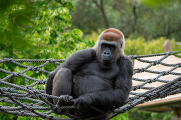 Gorila adulto em pose dominante na selva tropical, sob luz natural &mdash; s&iacute;mbolo de for&ccedil;a e lideran&ccedil;a
