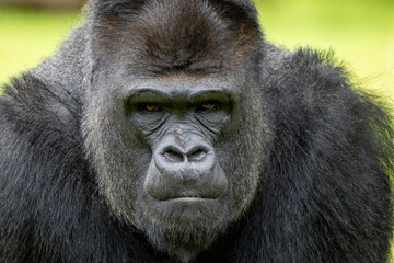 Gorila adulto em pose dominante na selva tropical, sob luz natural — símbolo de força e liderança