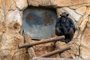 Chimpanz&eacute; pensativo em ambiente natural &mdash; s&iacute;mbolo de intelig&ecirc;ncia e emo&ccedil;&atilde;o animal