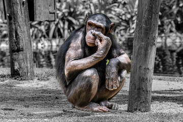 Chimpanz&eacute; pensativo em ambiente natural &mdash; s&iacute;mbolo de intelig&ecirc;ncia e emo&ccedil;&atilde;o animal