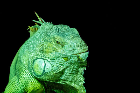 guana verde em pose sobre tronco &mdash; s&iacute;mbolo de calma, adapta&ccedil;&atilde;o e natureza ex&oacute;tica.