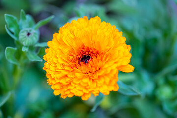 A flowering plants in Tucson, Arizona