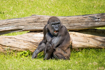 Chimpanz&eacute; pensativo em ambiente natural &mdash; s&iacute;mbolo de intelig&ecirc;ncia e emo&ccedil;&atilde;o animal