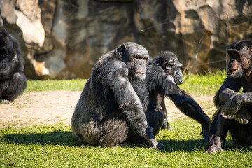 Chimpanz&eacute; pensativo em ambiente natural &mdash; s&iacute;mbolo de intelig&ecirc;ncia e emo&ccedil;&atilde;o animal