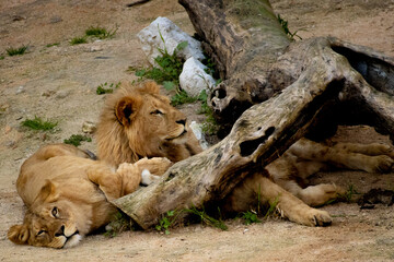 Le&atilde;o adulto em pose majestosa sob luz natural &mdash; s&iacute;mbolo de for&ccedil;a, coragem e lideran&ccedil;a