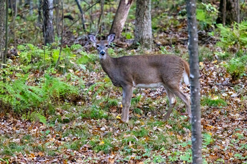 Whitetail deer (Odocoileus virginianus) standing in the forest during autumn in Wisconsin. 