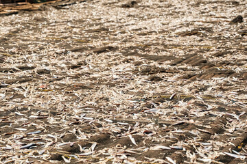 Sunlit Ground Covered in Fallen Eucalyptus Leaves.