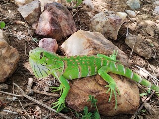 lizard on a tree