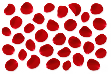 Red rose petals scattered on transparent background