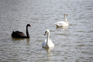 Swan family swimming in the lake. Black swan, white swan.