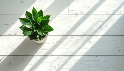 A Small Green Potted Plant Sits On A White Wooden Floor With Sunlight Streaming Through Window Blinds Creating A Pattern Of Light And Shadow