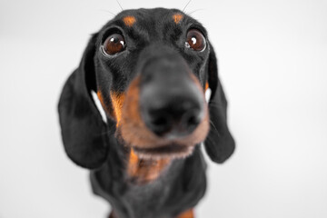 A close-up of a dachshund with large expressive eyes, floppy ears and a long nose creating an adorable and curious canine expression.