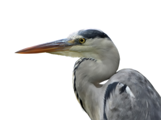 凛としたアオサギの横顔