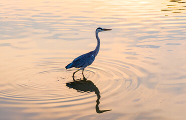 Fototapeta premium Gray heron,Wildlife in natural habitat in sunset