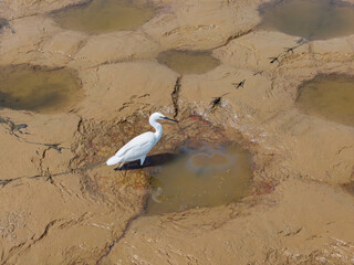 Snowy Egret Wading in shallow edge of lake looking for fish