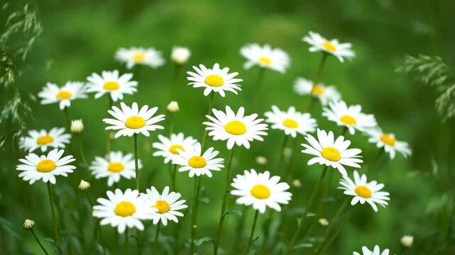 A seamless looping video features a patch of wild daisies rhythmically swaying in a gentle tranquil breeze against a soft green background naturalworld, features, subtle