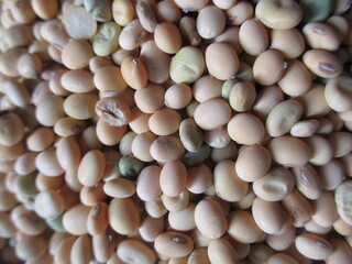 The best soybeans from this year's harvest can be used for superior seeds or for personal consumption.