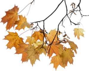 Autumn banner with orange leaves. Colorful autumn set of leaves, mashrooms and acorns. Vector illustration clipart leaves set autumn on white background isolated, vector plie of colorful leaves