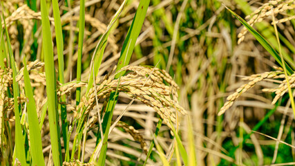 実る稲穂
