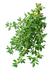 Obraz premium a bunch of fresh lemon thyme leaves with small delicate stems isolated on a white background