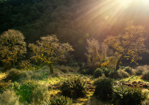 Strange lights on a mossy forest in Haast Pass New Zealand