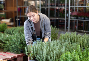 Female landscape designer gets acquainted with assortment of flower shop warehouse, choose plants to create landscaping project, select and buy rosemary spicy herb shrub potted flower. © JackF