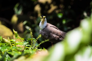 Masked Lapwing Bird Standing in Dense Tropical Foliage