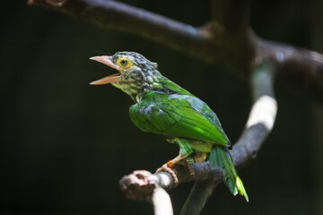 Exotic White-Cheeked Barbet Calling from a Perch in the Forest