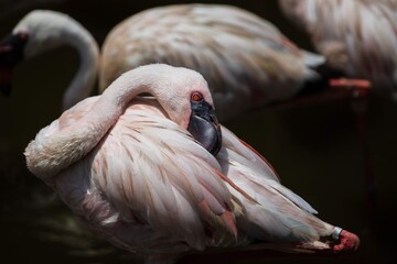 Lesser Flamingo Tucking Head Into Feathers in Soft Light