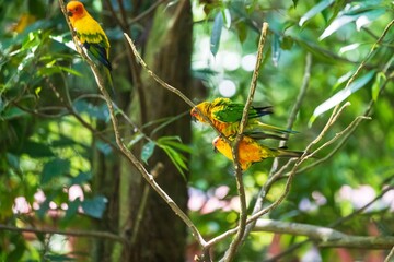 Trio of Colorful Sun Conure Parrots Perched in a Lush Green Tree